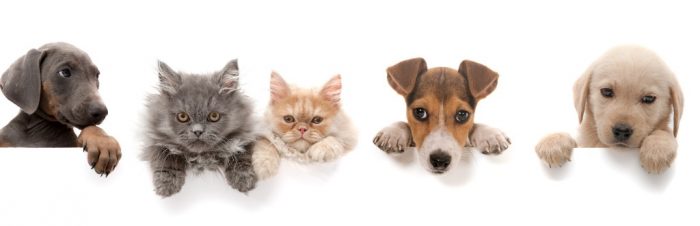 domestic animal care Course